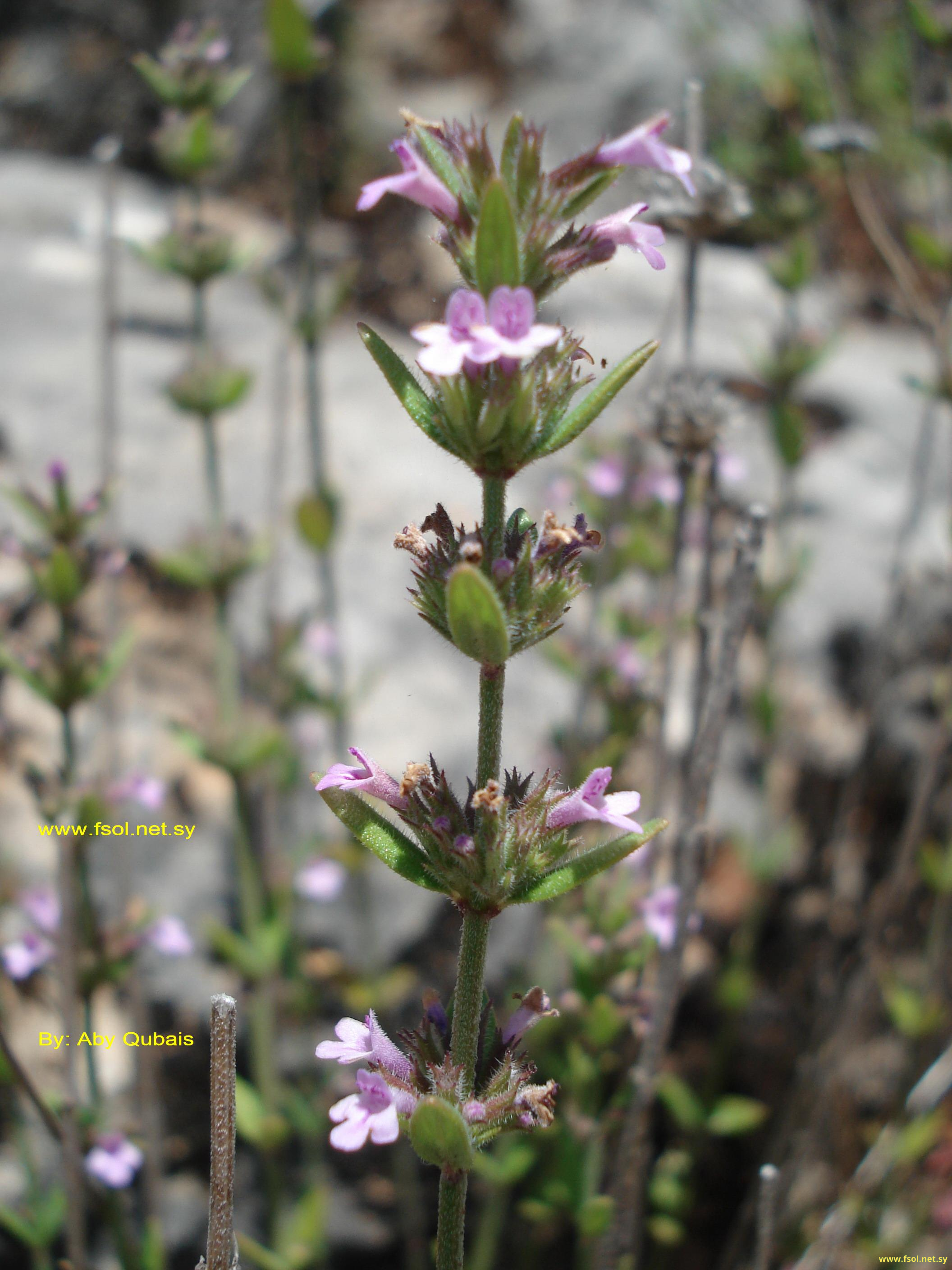 Micromeria myrtifolia Boiss et Hohem.